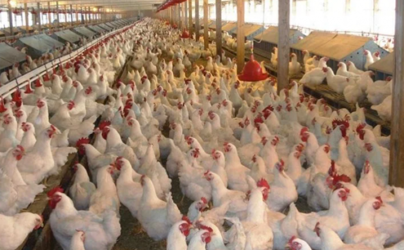 حزب إرادة جيل