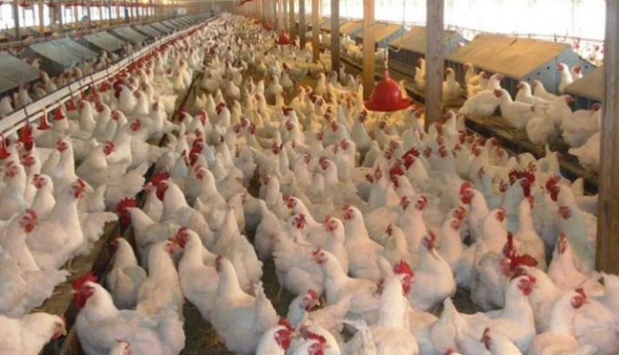 وزارة التموين تخفّض أسعار الدواجن استعدادًا لشهر رمضان